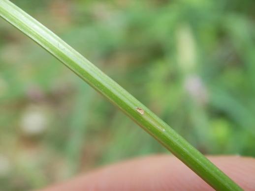 Crepis leontodontoides / Radicchiella italica